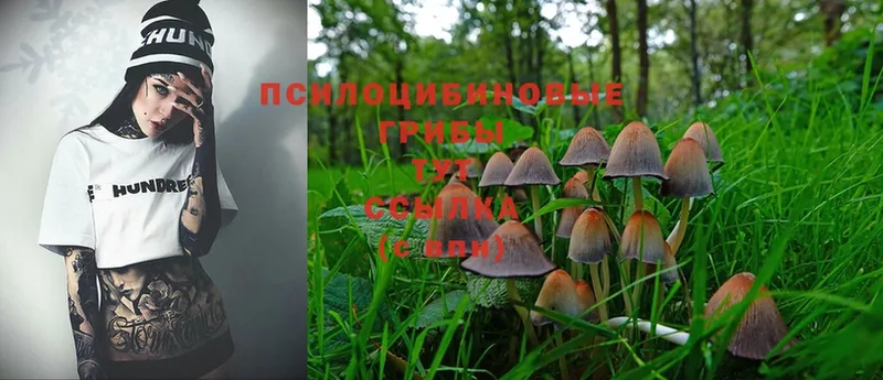 где купить наркотик  Асино  Псилоцибиновые грибы Cubensis 